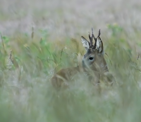 Il mio primo capriolo