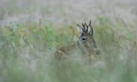 Appennino Toscano, al via la selezione al capriolo: il fascino dell’apertura del 1° giugno