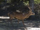 Sardegna: cervo ucciso dai bracconieri