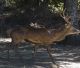 Sardegna: cervo ucciso dai bracconieri