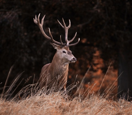 Il CAI lancia un appello a non disturbare i cervi nella ricerca dei palchi