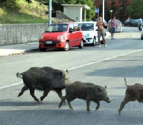Al via il contenimento del cinghiale nel Parco del Corno alle Scale