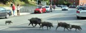 Al via il contenimento del cinghiale nel Parco del Corno alle Scale