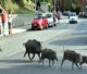 Al via il contenimento del cinghiale nel Parco del Corno alle Scale