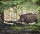 Umbria: il WWF chiede l'eradicazione del cinghiale