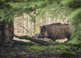 Umbria: Il Comitato per la Difesa dei Diritti dei Cacciatori Singoli di Cinghiale Umbri contro le modifiche al disciplinare della caccia al cinghiale proposte da Federcaccia
