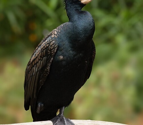 In Trentino al via gli interventi di controllo del cormorano