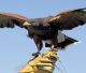 Trentino: via libera al nuovo regolamento sulla Falconeria