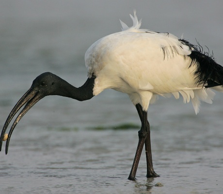 Ibis sacro, AB Agrivenatoria difende il piano di contenimento della Toscana