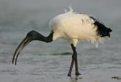 Ibis sacro, AB Agrivenatoria difende il piano di contenimento della Toscana