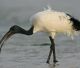 Ibis sacro, AB Agrivenatoria difende il piano di contenimento della Toscana