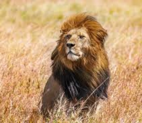 In Uganda un leone a tre zampe ha imparato una nuova tecnica di caccia