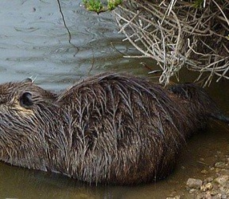 Cremona: sabotate le gabbie di cattura del piano di controllo delle nutrie