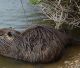 In Friuli cacciatori vs nutrie a tutela di argini e canali