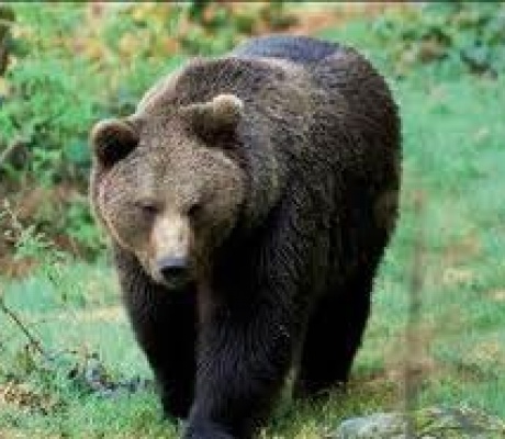 L'orso in Trentino: in un podcast la storia di una presenza ingombrante