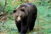 L'orso in Trentino: in un podcast la storia di una presenza ingombrante