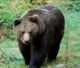 L'orso in Trentino: in un podcast la storia di una presenza ingombrante