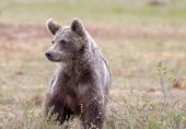 Orso: spostata prova cinofila in Abruzzo