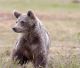 Orso: via libera al prelievo di 206 esemplari in Slovenia