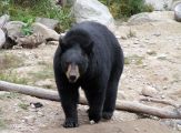 Uomo di 88 ed un cane anni uccisi in attacchi di orsi in Florida