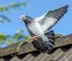 Grosseto: parte il progetto bird control