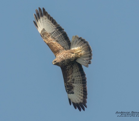 Rapaci sulle rupi del Porta/2