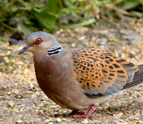 Lieve ripresa per la tortora nella flyway occidentale, continua, invece, il declino in quella orientale