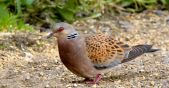 Lieve ripresa per la tortora nella flyway occidentale, continua, invece, il declino in quella orientale