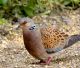 Lieve ripresa per la tortora nella flyway occidentale, continua, invece, il declino in quella orientale