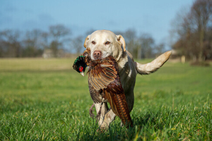 Cani Da Caccia