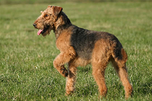 Cani Terrier